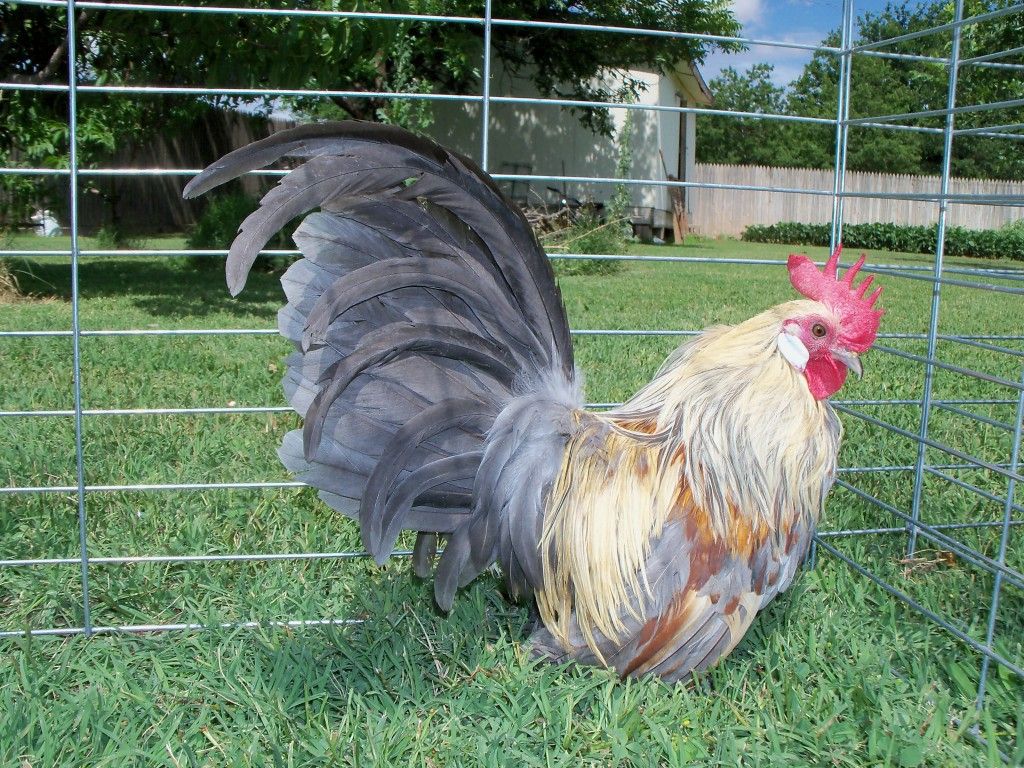 Cream Light Brown and Blue Cream The Classroom The Coop